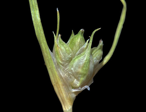 Equipo de investigación descubre nueva especie de planta: “Es un gran logro para el estudio de la vida”